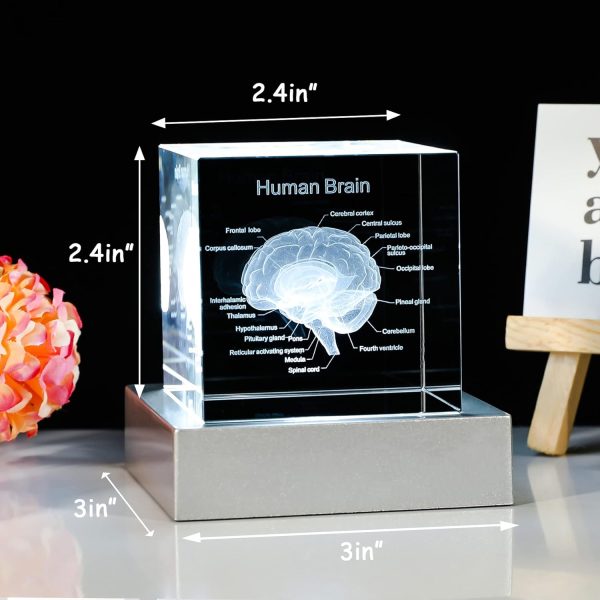 Best 3d Brain Model Graduation Gift With Led Base – Image 2