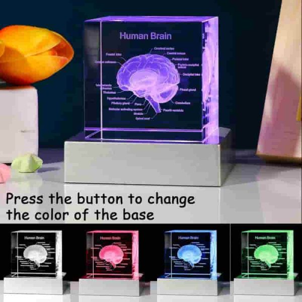 Best 3d Brain Model Graduation Gift With Led Base – Image 3