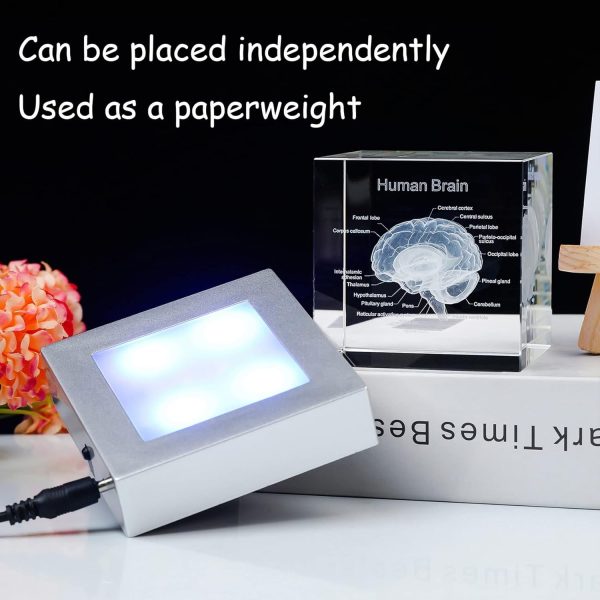 Best 3d Brain Model Graduation Gift With Led Base – Image 4