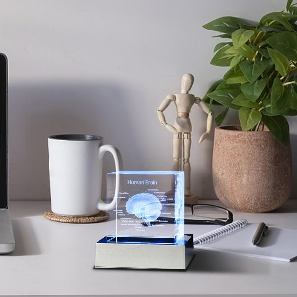 Best 3d Brain Model Graduation Gift With Led Base – Image 6