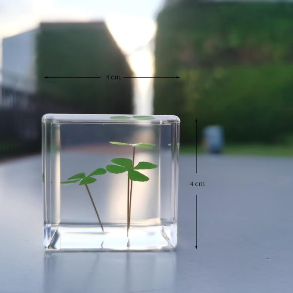 Best 3d Clover Acrylic Paperweight - Good Luck Desk Decor – Image 2