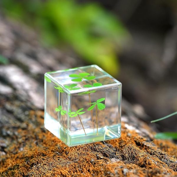 Best 3d Clover Acrylic Paperweight - Good Luck Desk Decor – Image 5