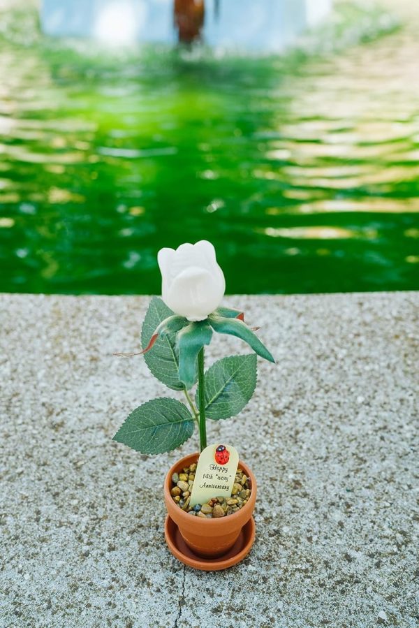 Justpaperroses 14th Anniversary Ivory Rose Gift - 7-inch Potted - 画像 (3)