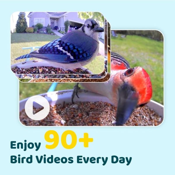 Birdfy Ai Smart Bird Feeder With Camera – Perfect Gift - Image 3