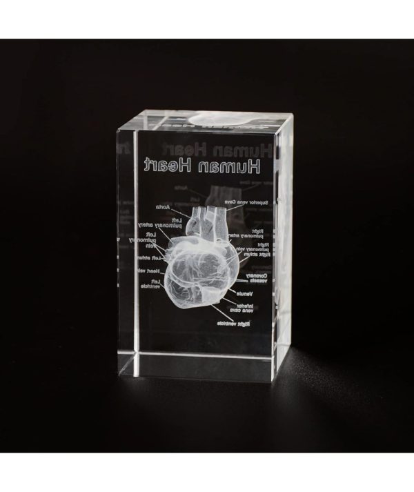 Best 3d Heart Crystal Model For Cardiology Gifts - Imagen 2