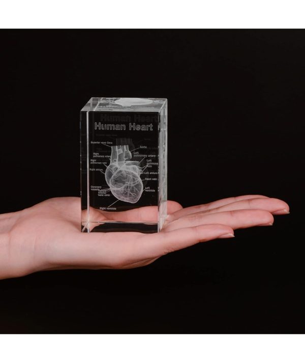 Best 3d Heart Crystal Model For Cardiology Gifts - Imagen 3