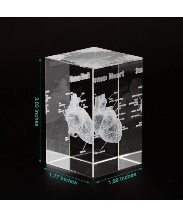 Best 3d Heart Crystal Model For Cardiology Gifts - Imagen 4