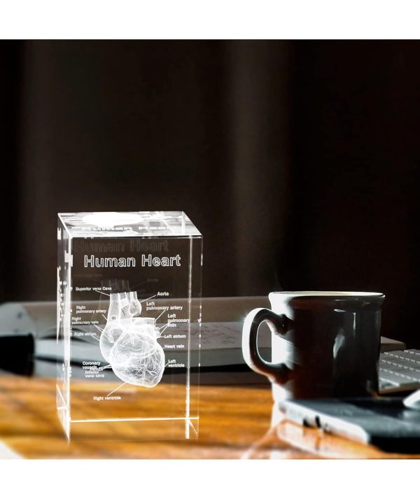 Best 3d Heart Crystal Model For Cardiology Gifts - Imagen 6